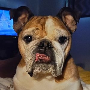 Meet your Posher, Allison